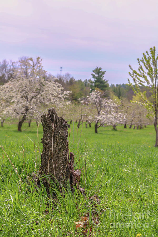 Old sour cherry tree stump in the orchard Photograph by Claudia M Photography