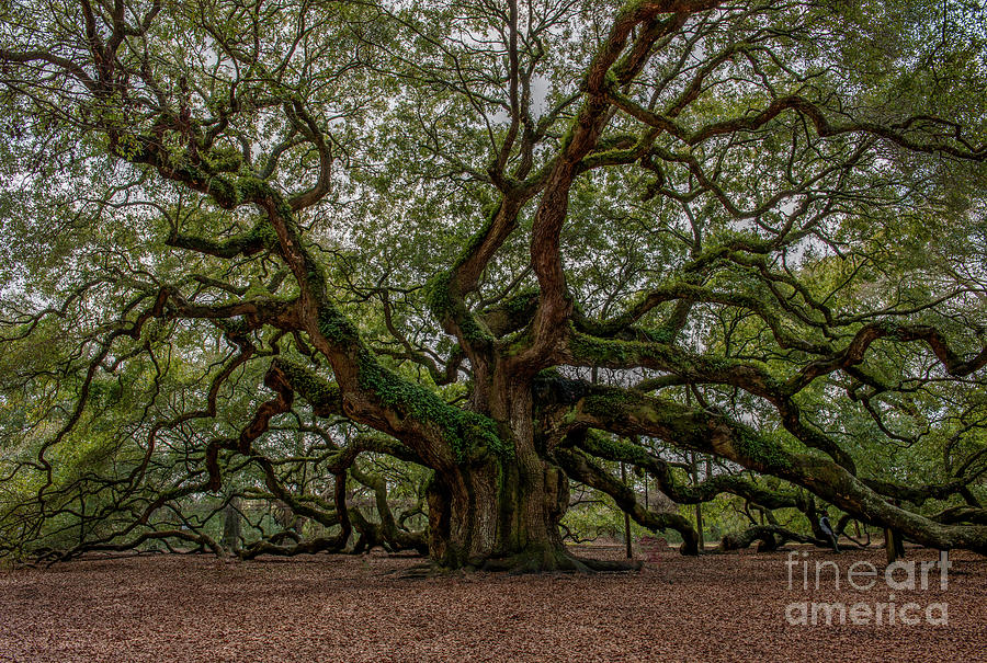 Old South Angel Oak Tree Photograph by Dale Powell