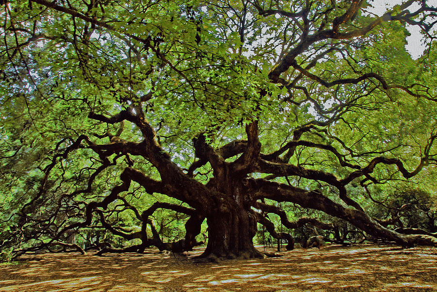 Angle Oak Tree Charleston Photograph by Will Burlingham