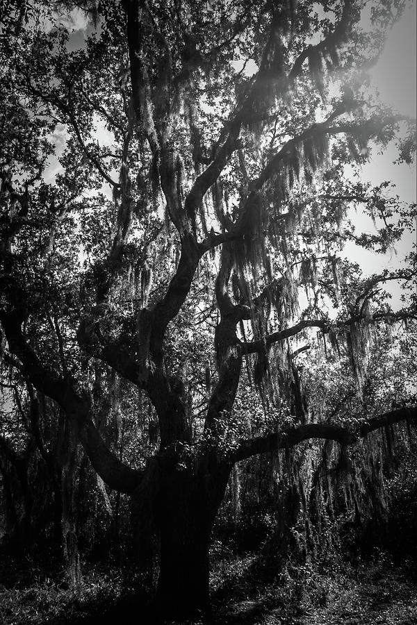 Old Spanish Moss Photograph by Kelly Kennon