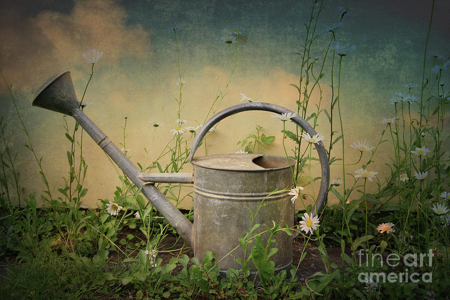 Old sprinkling can between daisies Photograph by Michal Boubin