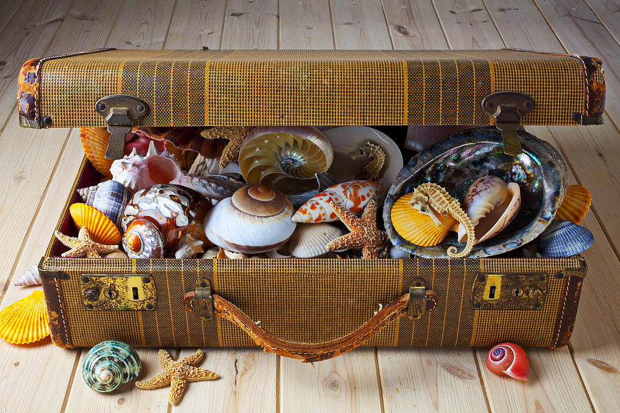 Seahorse Photograph - Old suitcase full of sea shells by Garry Gay