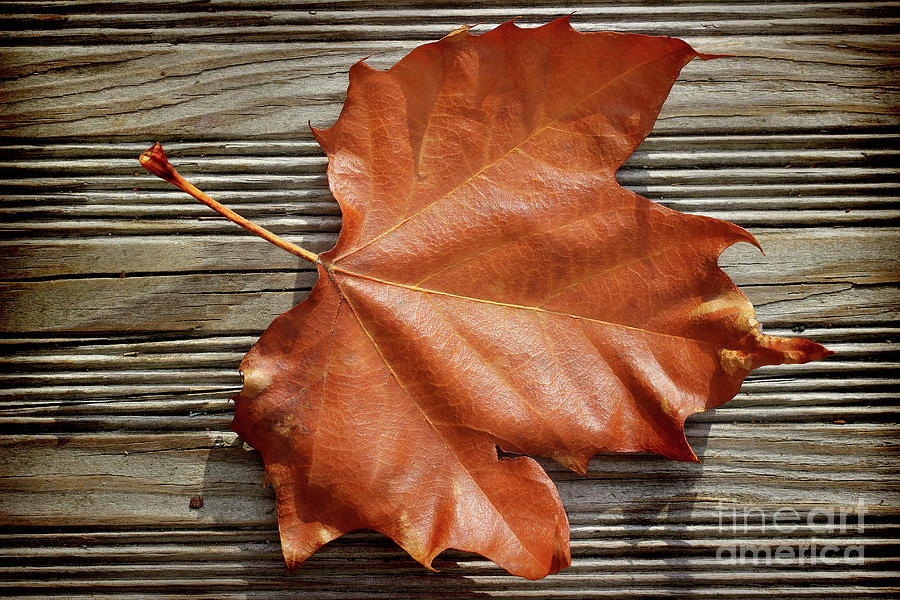 Old Sycamore Leaf Photograph by Karen Adams