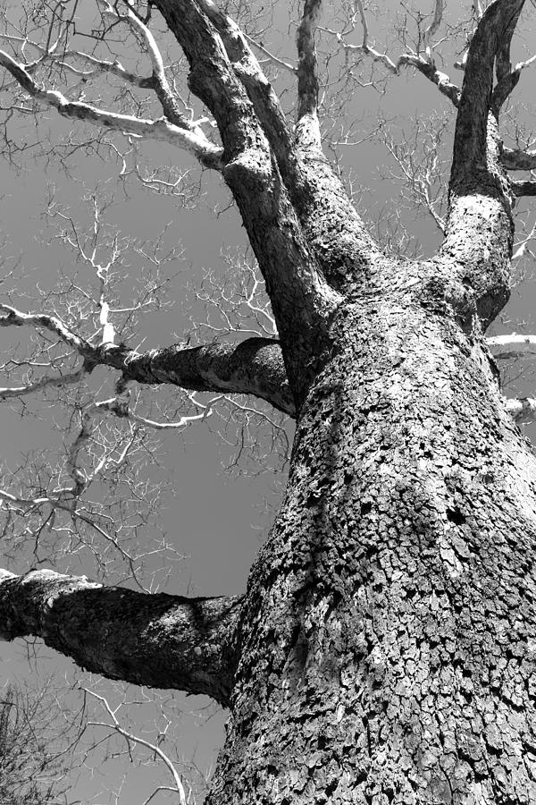 Old Sycamore Photograph by Polly Castor