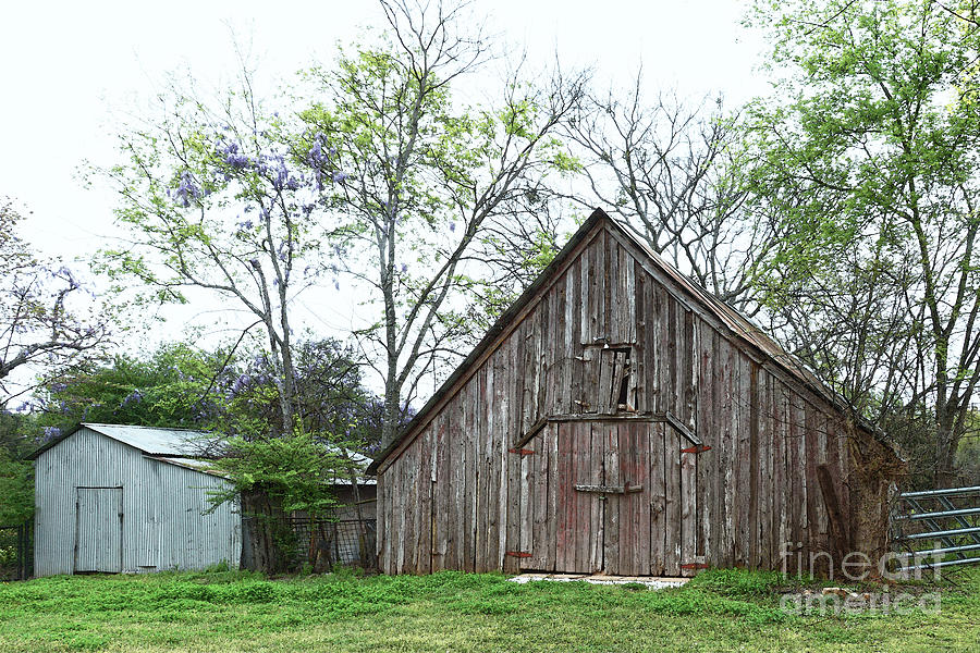 Old Texas Barn and Shed Photograph by Catherine Sherman
