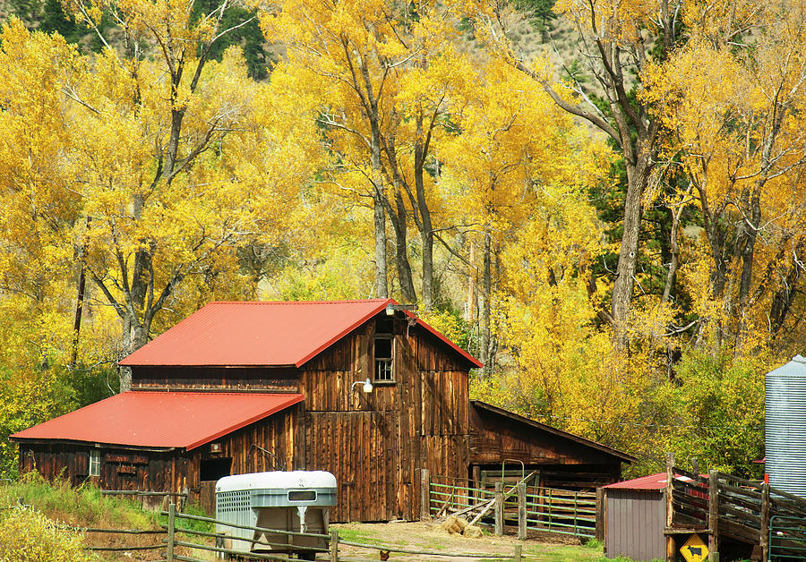 Old Time Barn in Golden Aspens Photograph by Marilyn Hunt