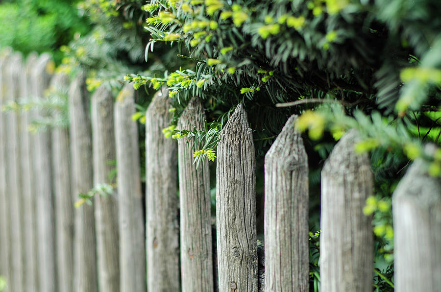 Old Time Fence Photograph by Miguel Winterpacht