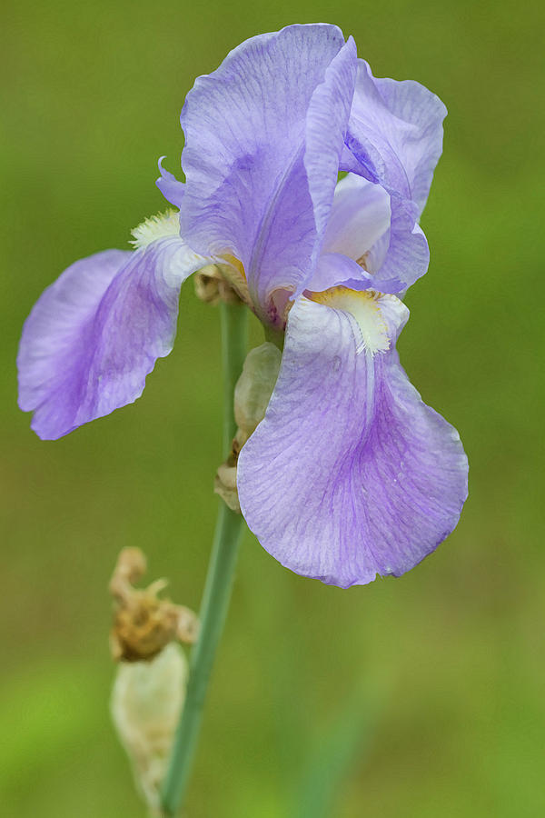 Old Time Historical Lavender Blue Iris  Photograph by Kathy Clark