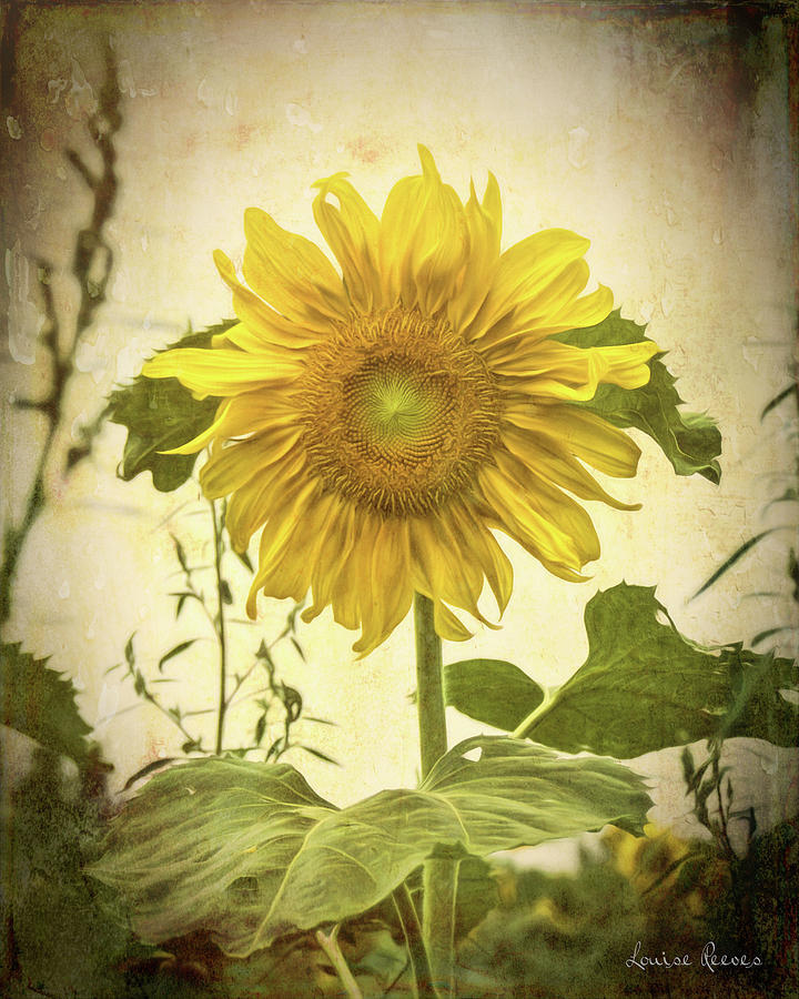 Old Time Sunflower Photograph by Louise Reeves - Fine Art America