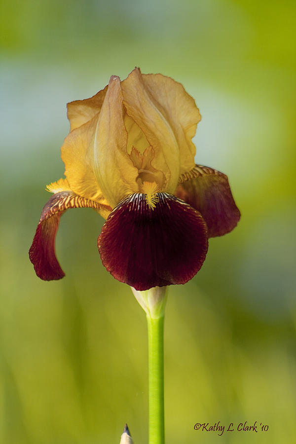 Old Timey Burgundy and Gold Iris Photograph by Kathy Clark