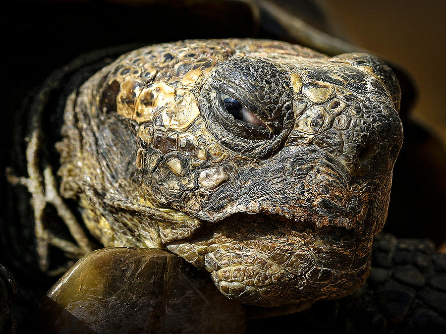 Old Tortoise Photograph by Jean Noren