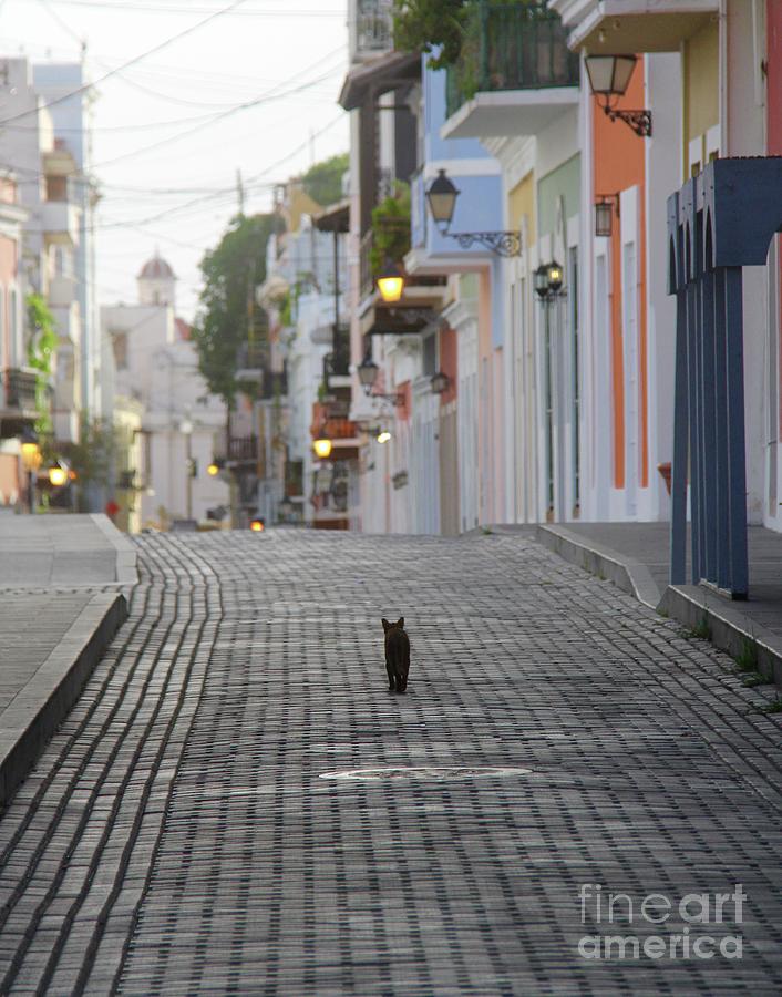 Old Town Alley Cat Photograph by Suzanne Oesterling