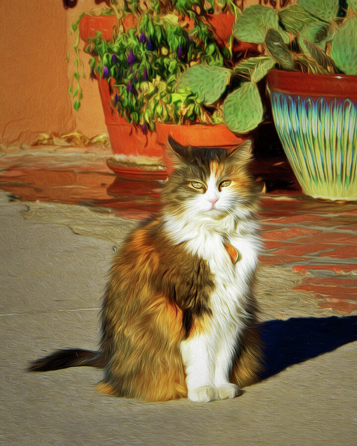 Old Town Cat Photograph by Nikolyn McDonald