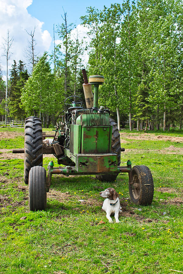 Old Tractor, Old Dog Photograph by Cathy Mahnke