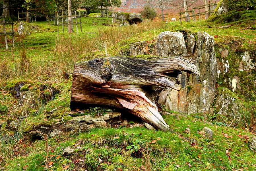 Old tree and a rock Photograph by Lukasz Ryszka