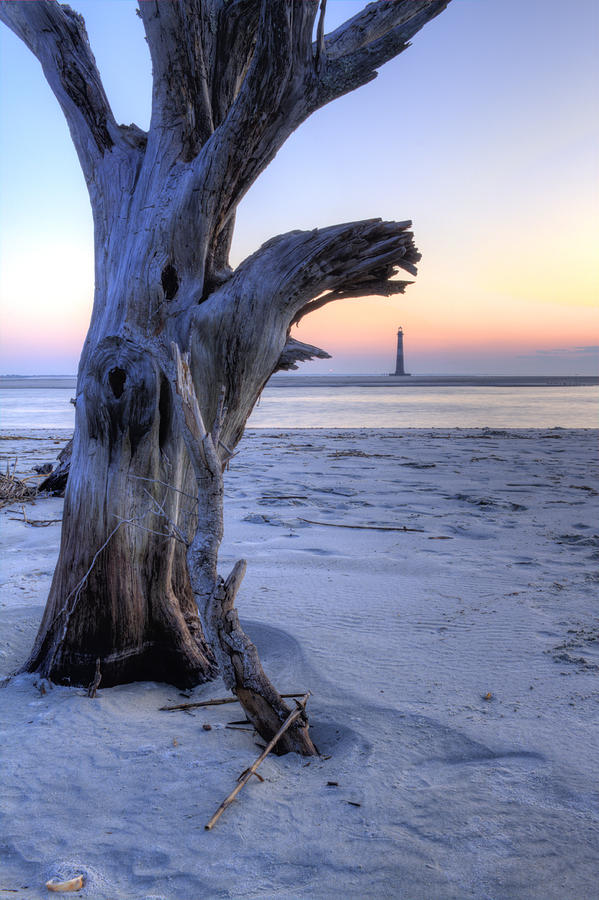 Landscape Photograph - Old Tree and Morris Island Lighthouse Sunrise by Dustin K Ryan