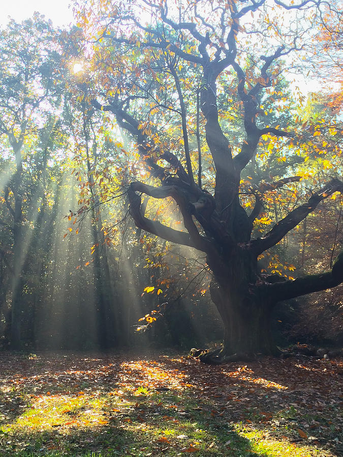 Old Tree And Sunbeams Photograph by Mo Barton