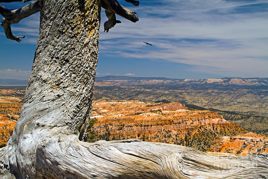 Old Tree at Bryce Canyon Photograph by Waterdancer