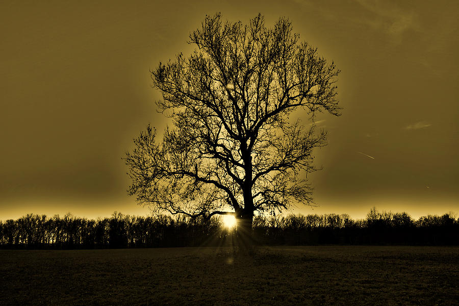 Old tree at sunset. Photograph by Andy Wisdom | Fine Art America