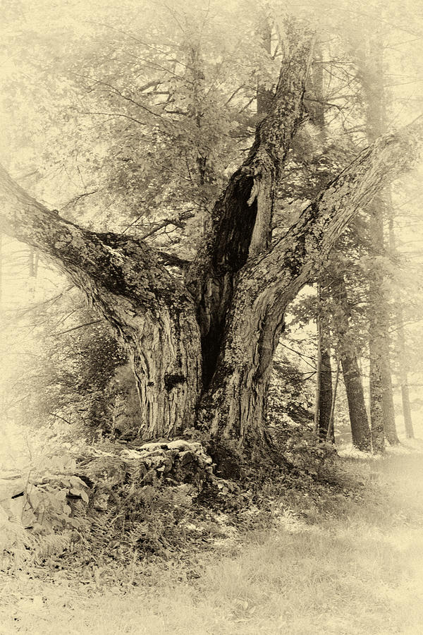Old Tree  Photograph by Betty  Pauwels 