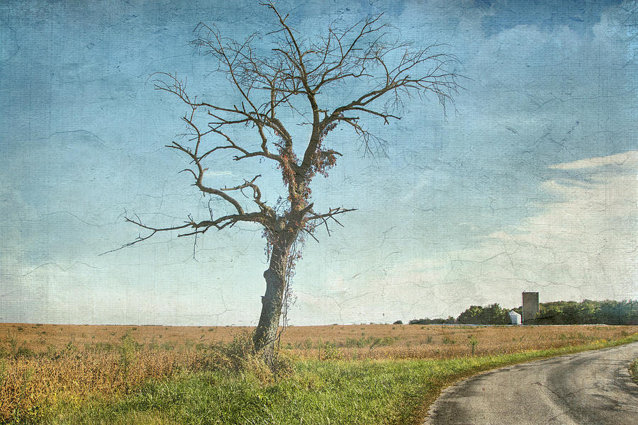 Old Tree  Photograph by Betty Pauwels