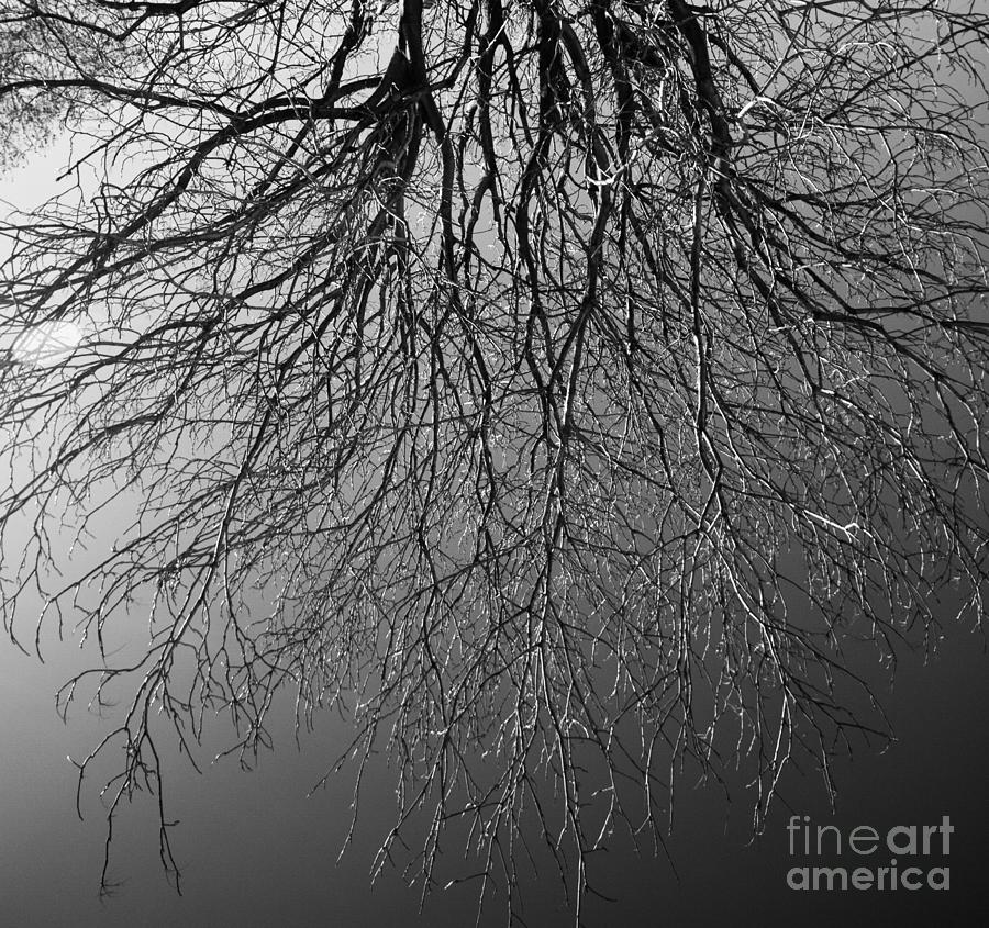 Nature Photograph - Old Tree Black and White by Stefano Senise