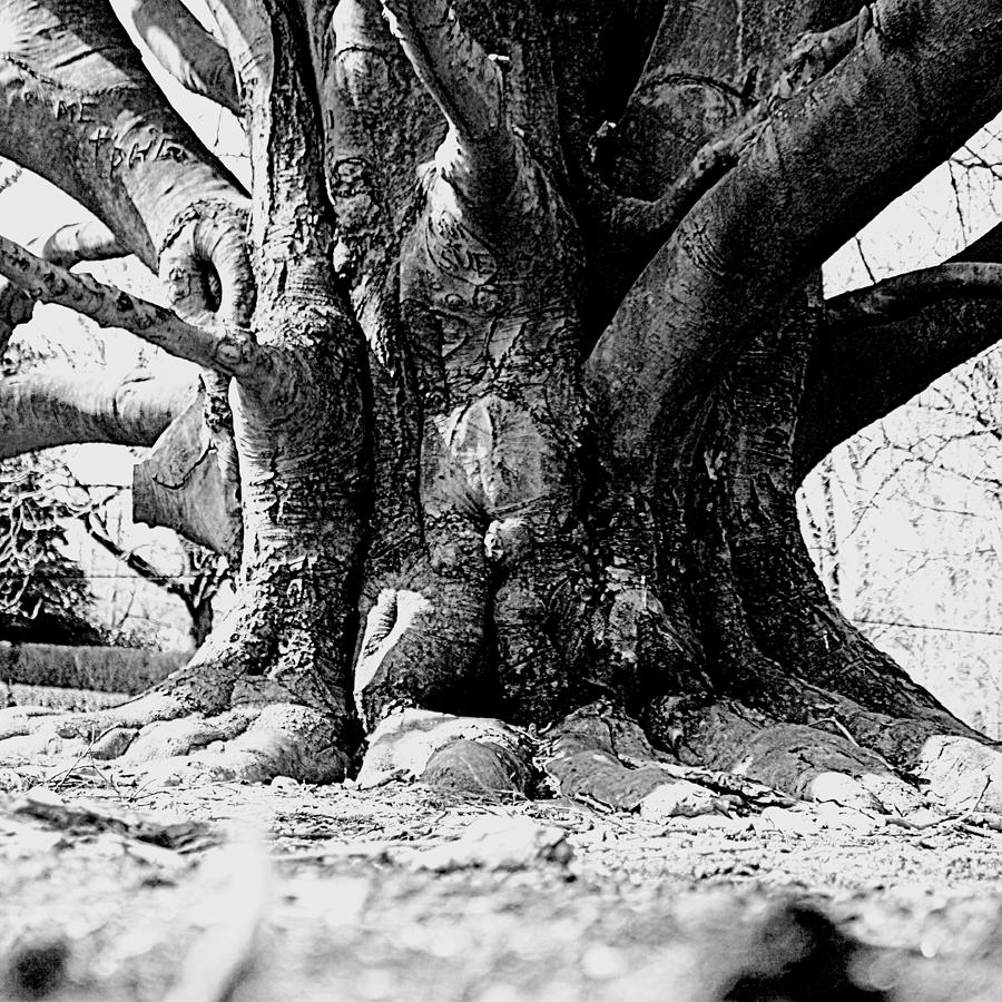 Old Tree Ground Up Photograph by Jean Macaluso