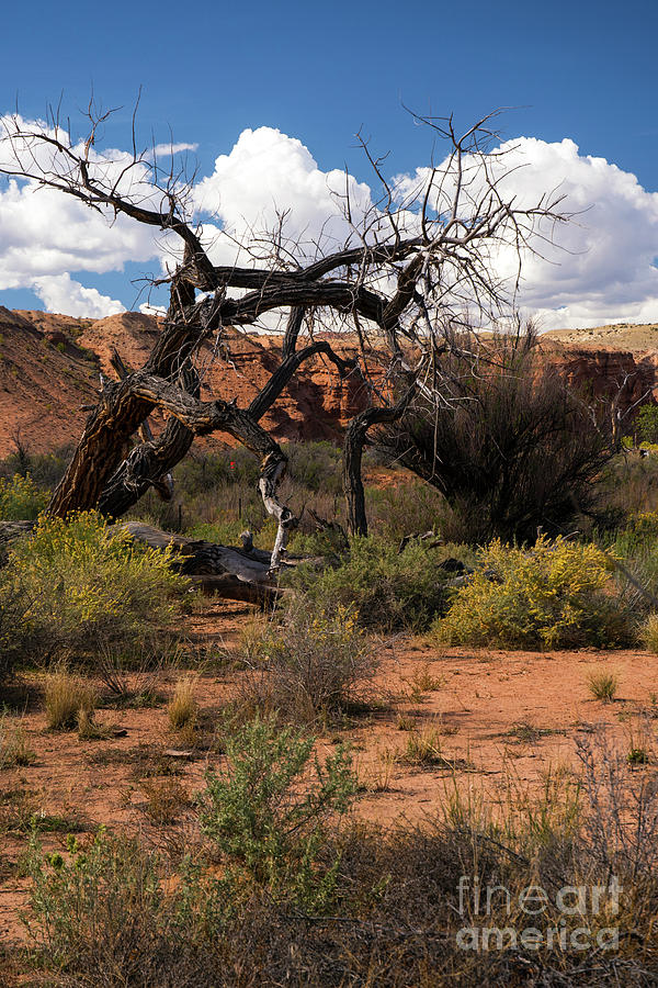 Old Tree in Capital Reef National Park Photograph by Cindy Murphy - NightVisions