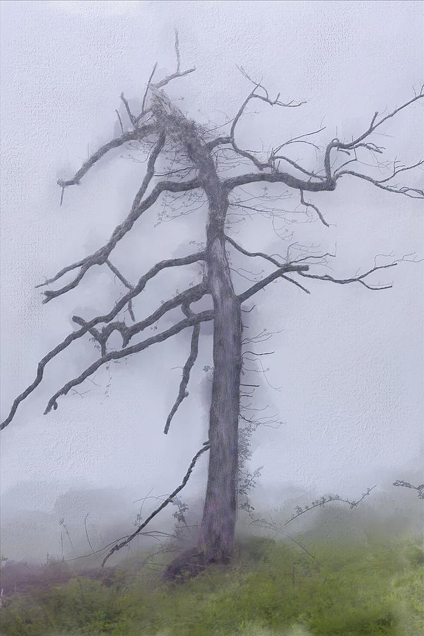 Old Tree in Fog in the Blue Ridge AP Digital Art by Dan Carmichael