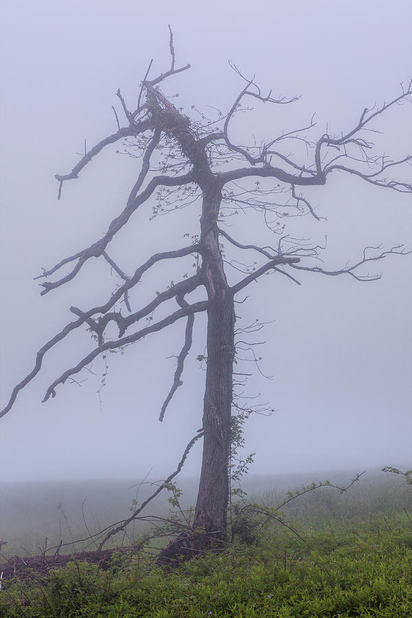 Old Tree in Fog in the Blue Ridge Photograph by Dan Carmichael