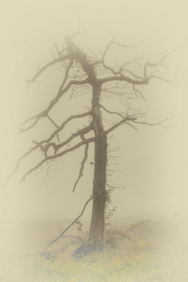 Old Tree in Fog in the Blue Ridge FX Photograph by Dan Carmichael