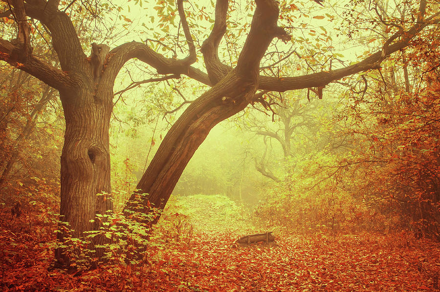 Old Tree in Golden Foggy Forest Photograph by Jenny Rainbow
