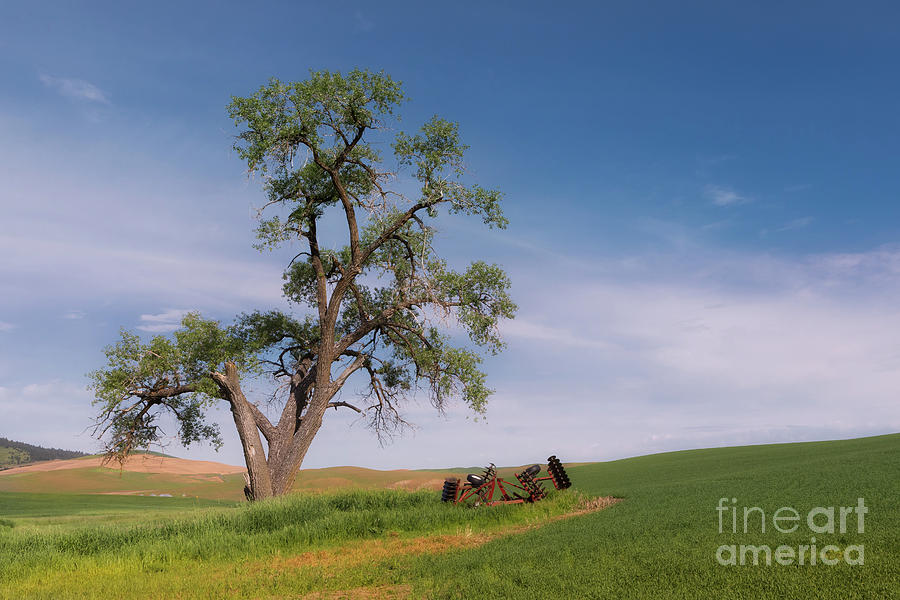 Old Tree in the Palouse Photograph by Jerry Fornarotto