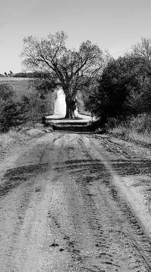 Old Tree In The Road Photograph by Ed Peterson