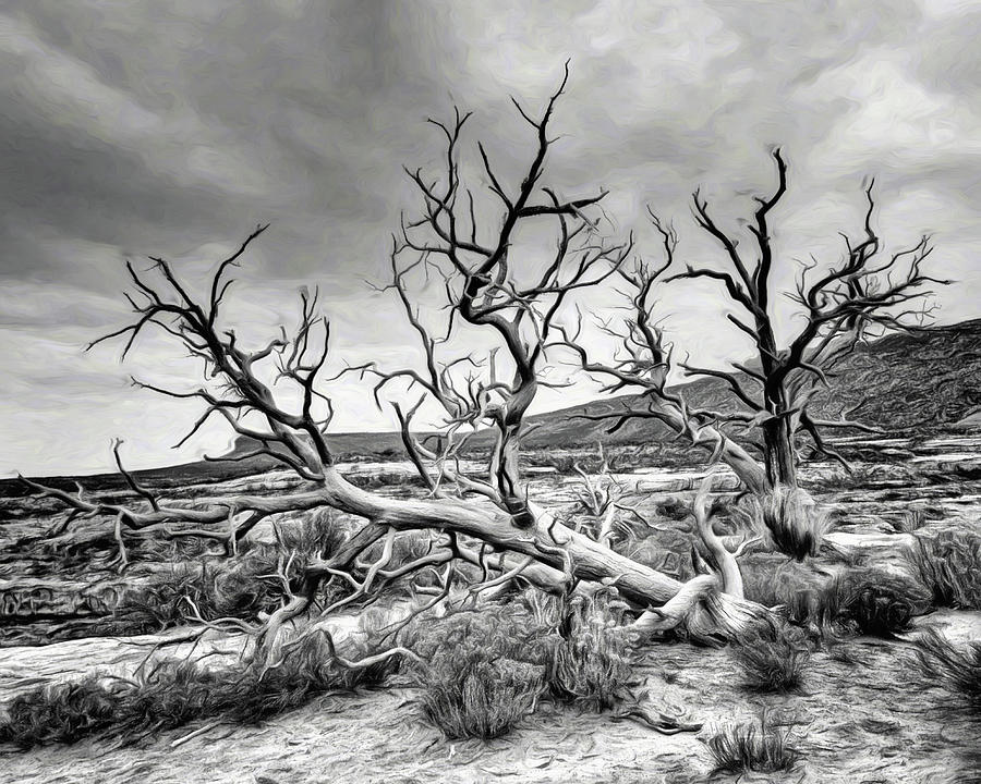 Black And White Photograph - Old Tree - Kachina Bridge Viewpoint - Utah by Nikolyn McDonald