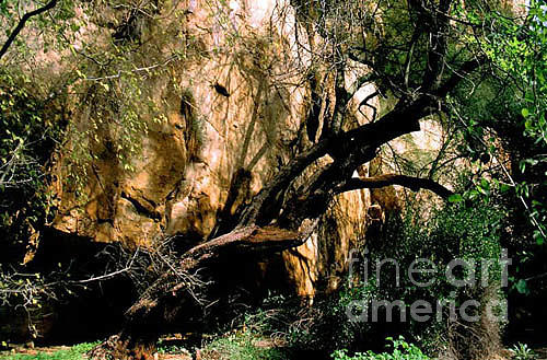 Tree Photograph - Old Tree by Kathy McClure