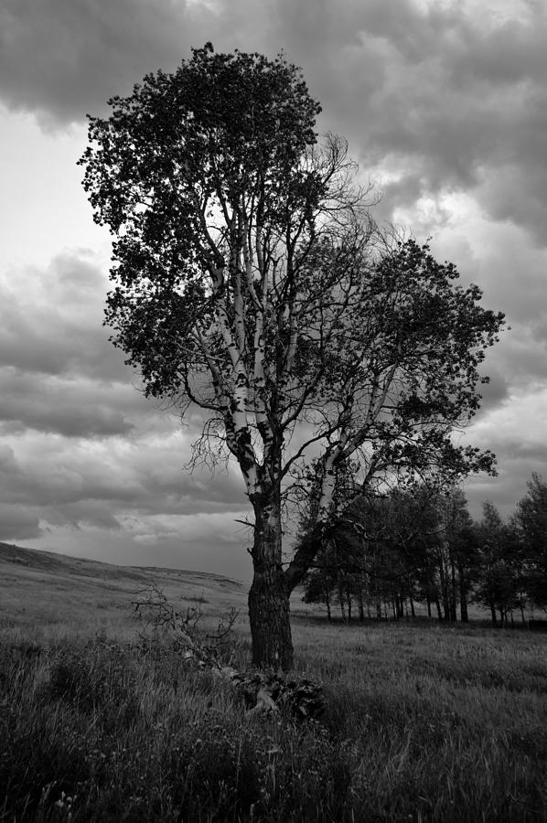 Old Tree, Lost Trail Wildlife Refuge Photograph by Jedediah Hohf