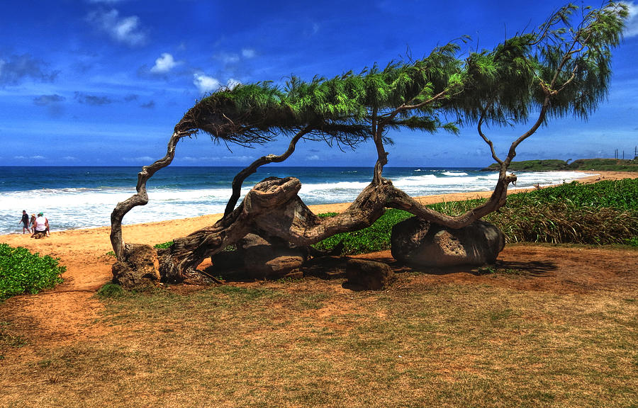 Old Tree on the Beach Photograph by Gordon Engebretson