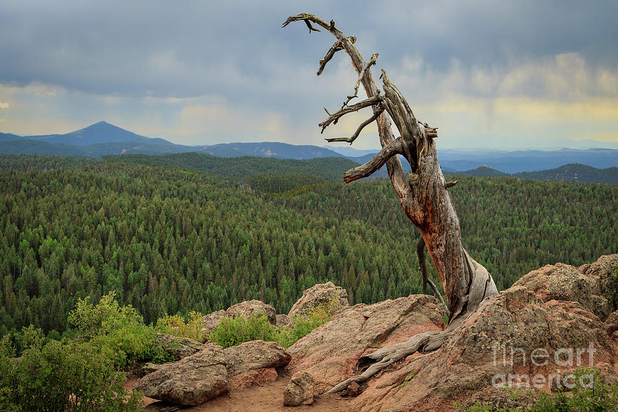 Old Tree on the Mountain Photograph by Richard Smith