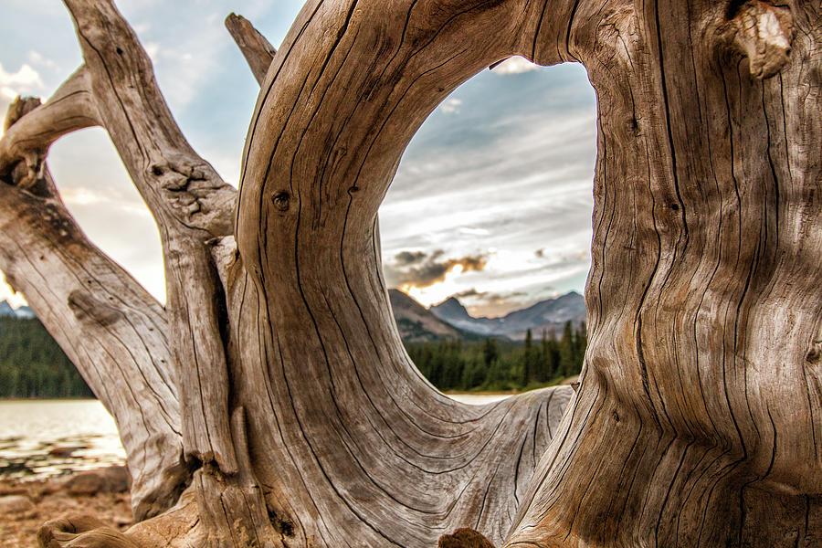 Old Tree Stump Frames the Rocky Mountains Photograph by Tony Hake