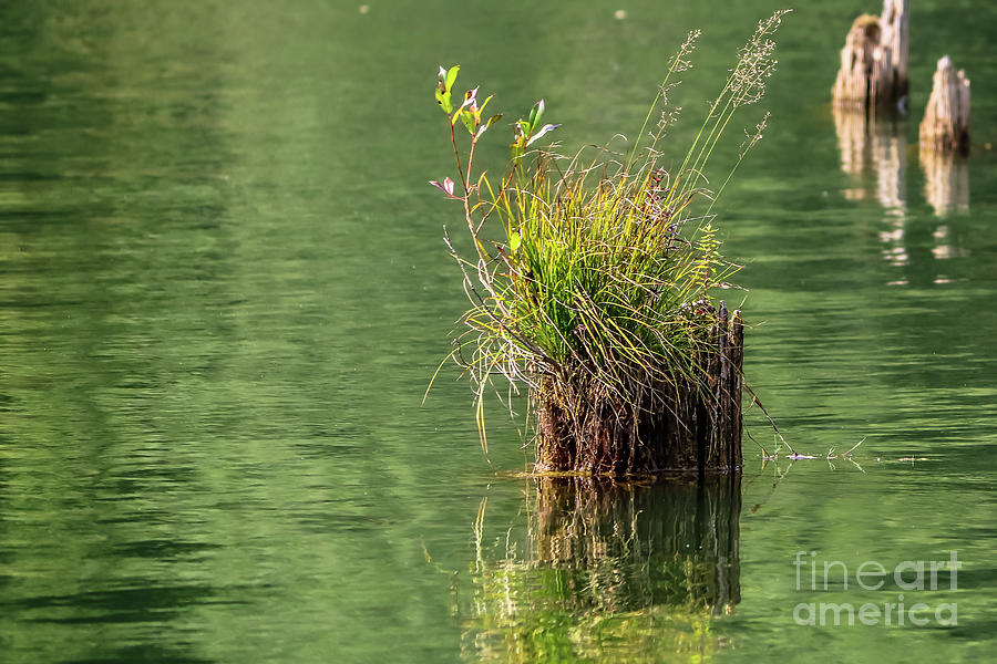 Mountain Photograph - Old tree stump in the lake by Claudia M Photography