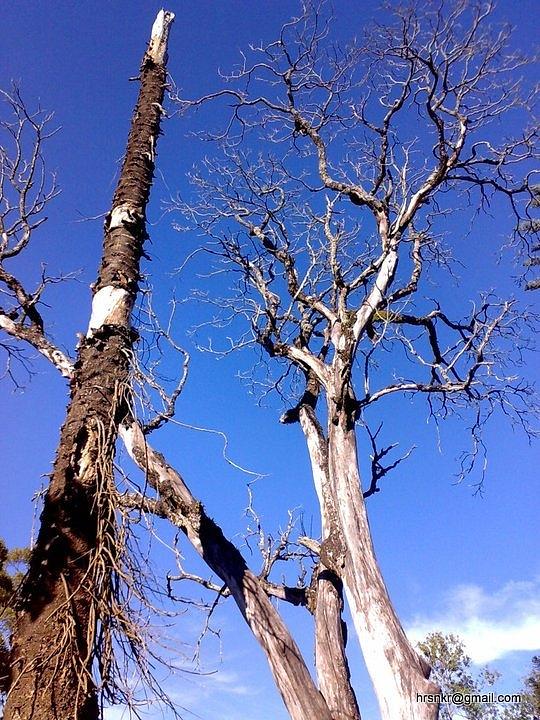 Blue Sky Photograph - Old trees by Harisankar S