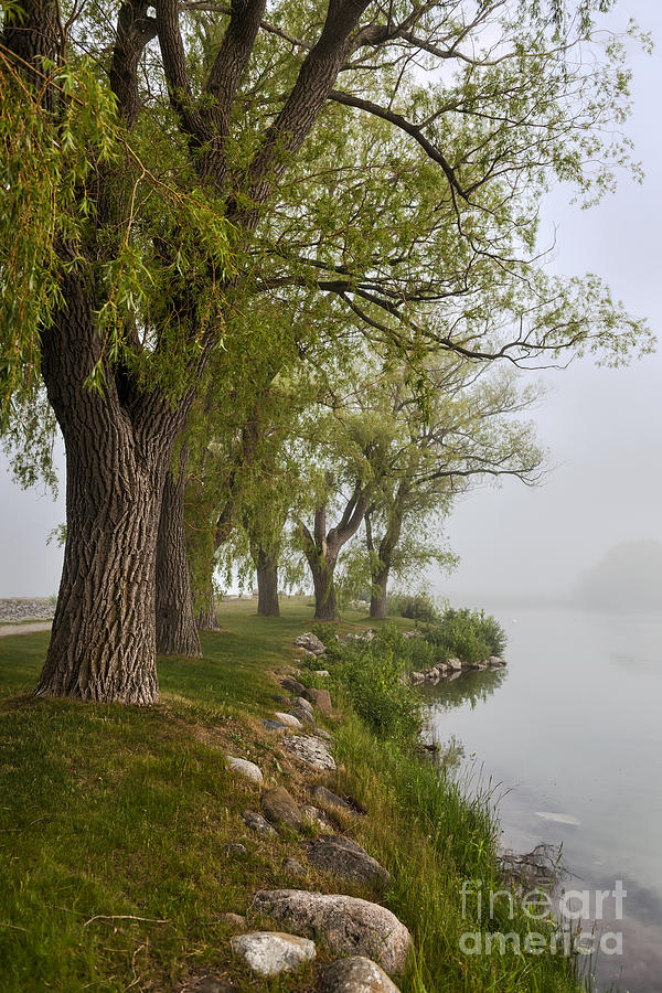 Tree Photograph - Old trees on foggy shore 2 by Elena Elisseeva