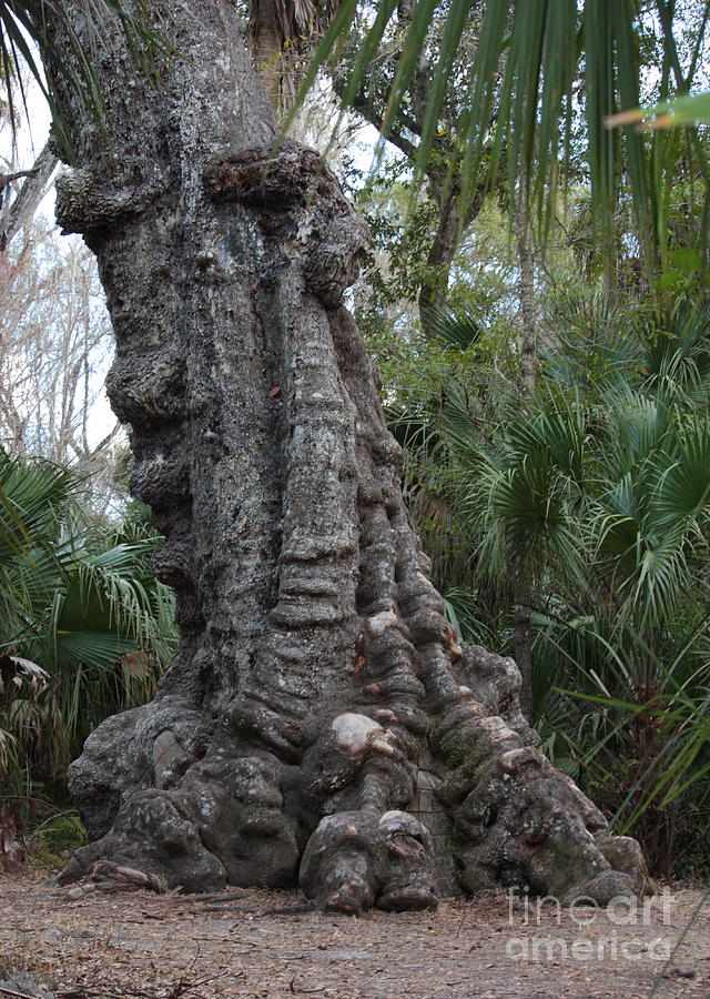 Tree Photograph - Old Trunk in the Swamp by Carol Groenen