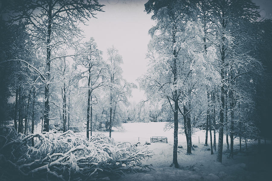 Old Vintage Winter Landscape Photograph by Christian Lagereek