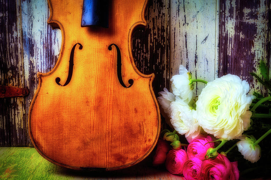 Old Violin And Ranunculus Photograph by Garry Gay
