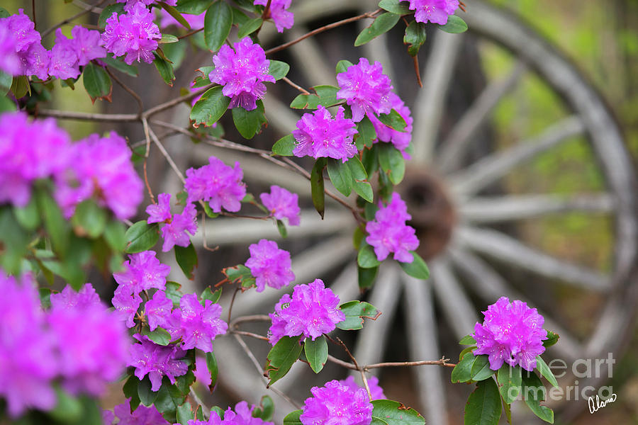 Old Wagon Wheel and Azalea  Photograph by Alana Ranney