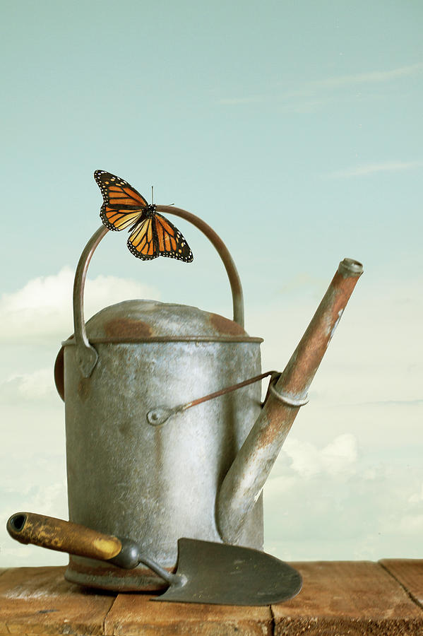 Old Watering Can With Butterfly Photograph by Ethiriel Photography