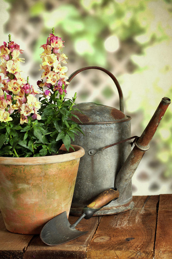Old Watering Can With Plant Photograph by Ethiriel Photography