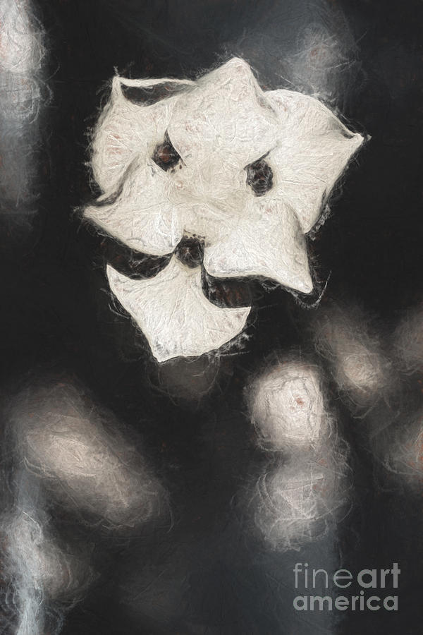 Old weathered flowers Drawing by Jorgo Photography